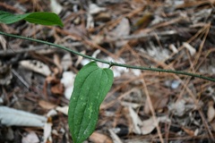 Smilax moranensis