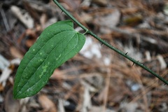 Smilax moranensis