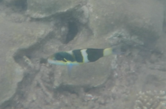 Thalassoma nigrofasciatum