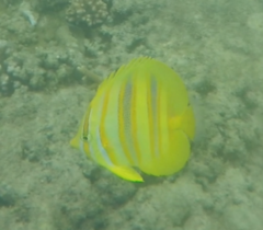 Chaetodon rainfordi
