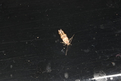 Pyroderces