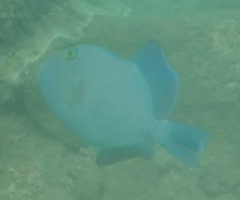 Pseudobalistes fuscus