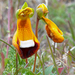 Calceolaria uniflora - Photo (c) Daniele Colombo, alguns direitos reservados (CC BY-NC-SA)