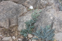 Argemone grandiflora