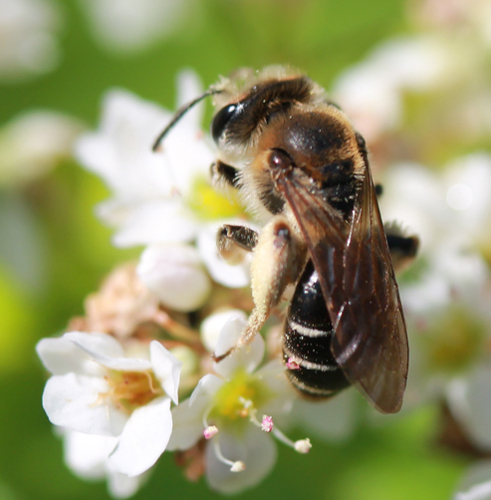 Wilke's Mining Bee photo 6