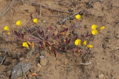 Camissoniopsis cheiranthifolia