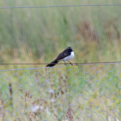 Rhipidura leucophrys