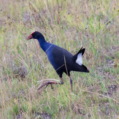 Porphyrio melanotus