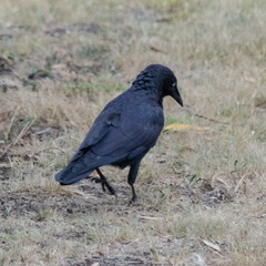 Corvus mellori