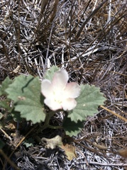 Malvella leprosa