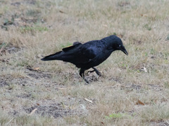 Corvus mellori