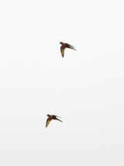 Trichoglossus moluccanus