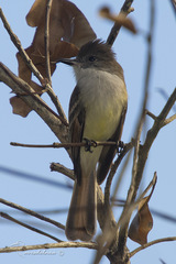 Myiarchus stolidus
