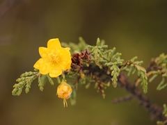 Hypericum goyanesii