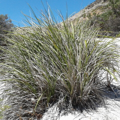 Dianella brevicaulis