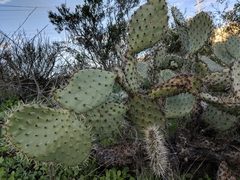 Opuntia oricola