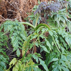 Daucus decipiens image