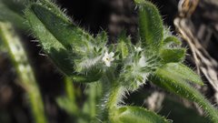Cryptantha barbigera fergusoniae