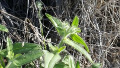 Cryptantha barbigera fergusoniae