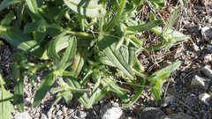 Cryptantha barbigera fergusoniae