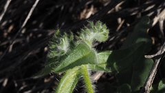 Cryptantha barbigera fergusoniae