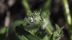 Cryptantha barbigera fergusoniae