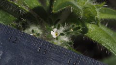 Cryptantha barbigera fergusoniae