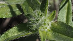 Cryptantha barbigera fergusoniae