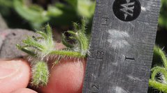 Cryptantha barbigera fergusoniae