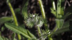 Cryptantha barbigera fergusoniae