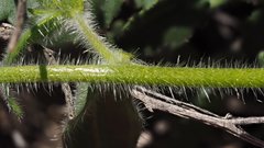 Cryptantha barbigera fergusoniae