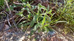 Cryptantha barbigera fergusoniae