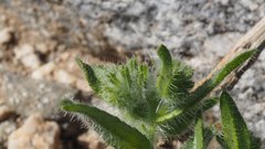 Cryptantha barbigera fergusoniae