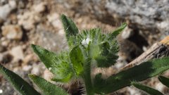 Cryptantha barbigera fergusoniae