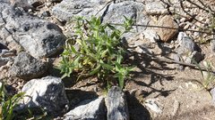 Cryptantha barbigera fergusoniae
