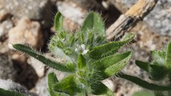 Cryptantha barbigera fergusoniae