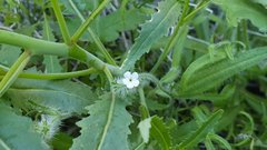 Cryptantha barbigera fergusoniae