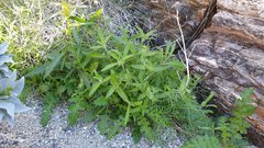 Cryptantha barbigera fergusoniae