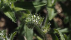 Cryptantha barbigera fergusoniae