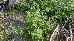 Cryptantha barbigera fergusoniae