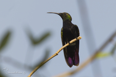 Anthracothorax dominicus