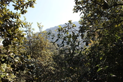 Archibaccharis asperifolia