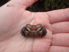 Parasesarma erythodactylum