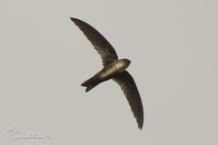 Antillean Palm-Swift photo 5