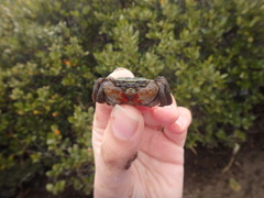 Parasesarma erythodactylum