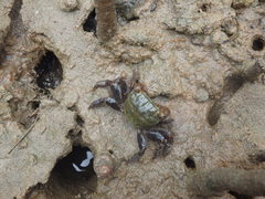 Parasesarma erythodactylum