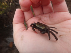 Parasesarma erythodactylum