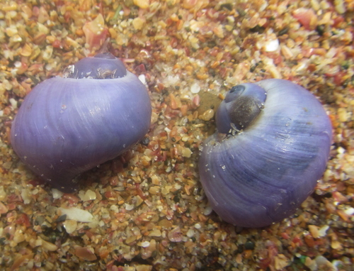 photo of Violet Globe Snail (Janthina globosa)