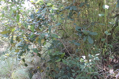 Archibaccharis asperifolia