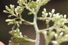 Archibaccharis asperifolia